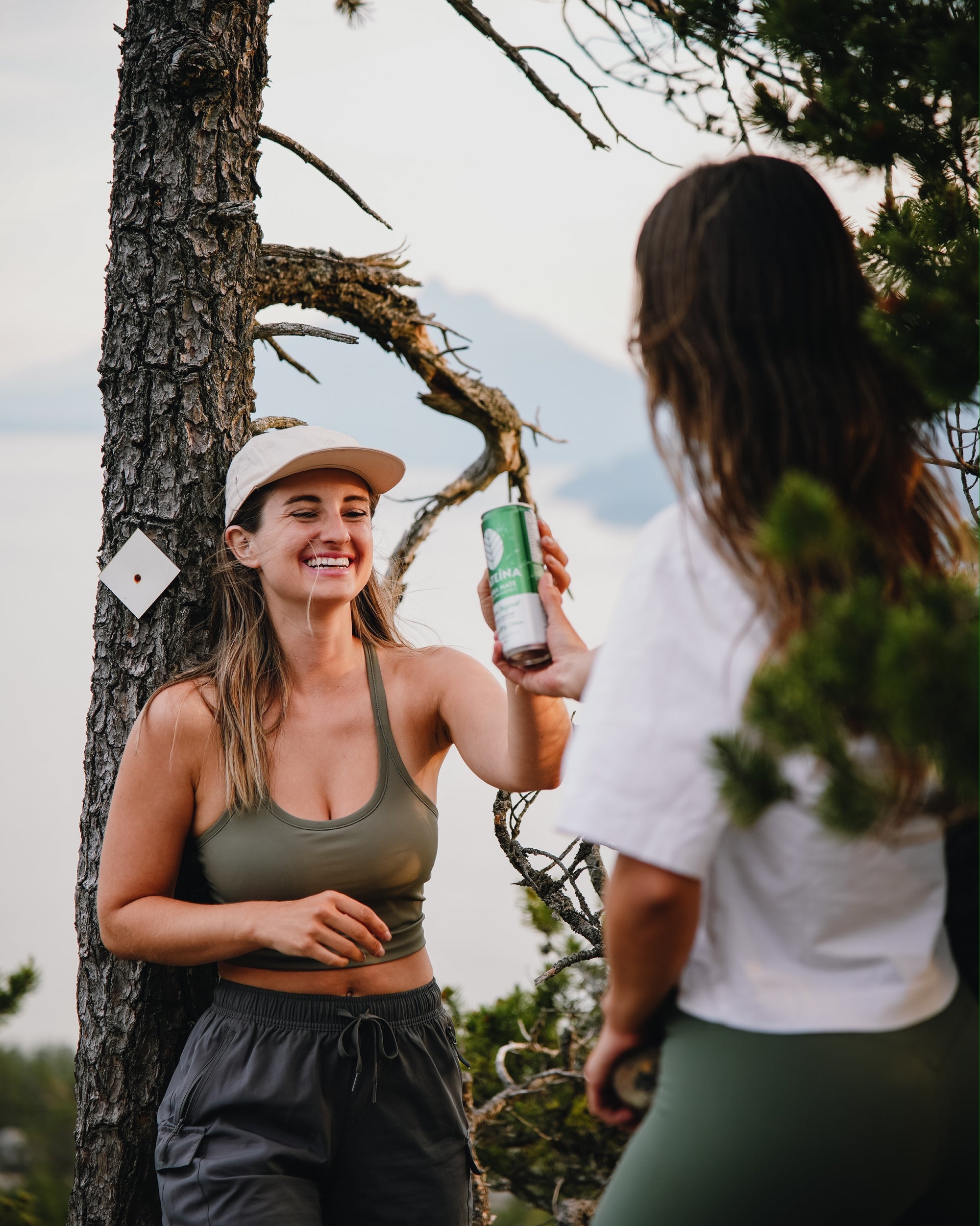 Yerba Mate Canadian Organic Natural Caffeine Plant